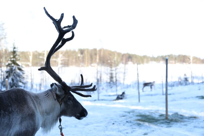Reindeer Farm Visit & Sled Ride 6