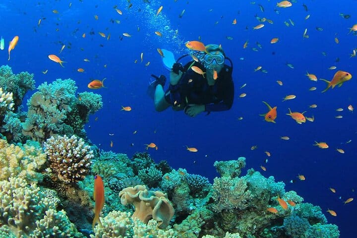 Scuba Diving Tour with Lunch in Alanya 4