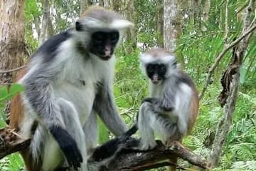 Zanzibar Jozani Forest Reserve Guided Half-Day Tour