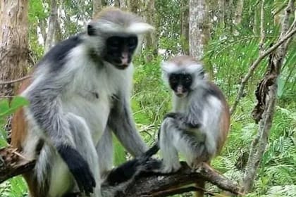 Zanzibar Jozani Forest Reserve Guided Half-Day Tour