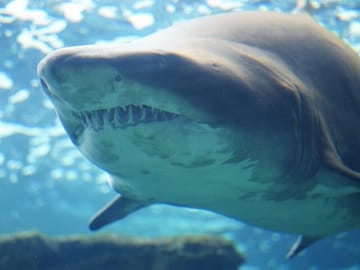 Cretaquarium Tour from Heraklion with Convenient Pickup