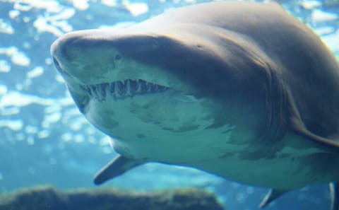 Cretaquarium Tour from Heraklion with Convenient Pickup