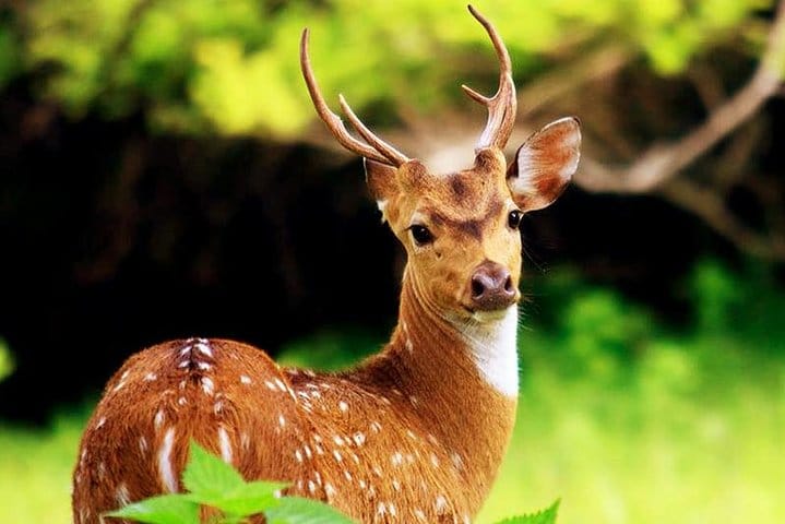 8 Days Classic Tour Sri Lanka