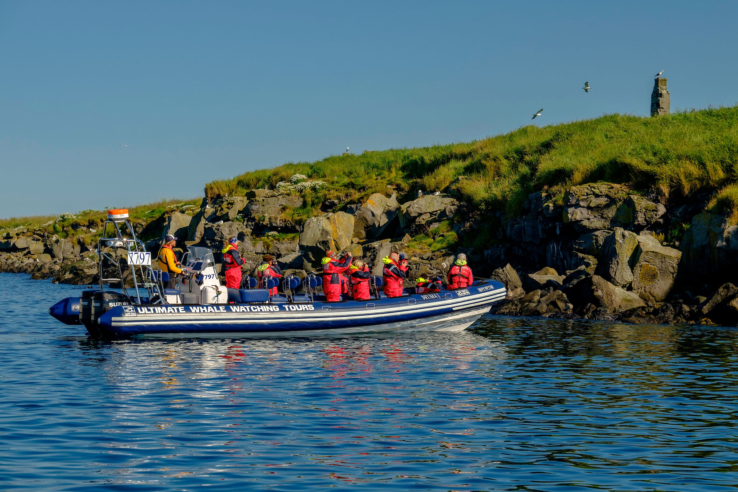 Whale watching on a RIB boat, whale safari