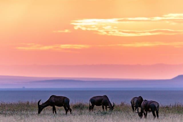 Sunset-in-massai mara- classic wildlife- accessible safari