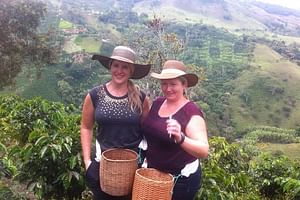 Medellin City and Coffee Region Tour