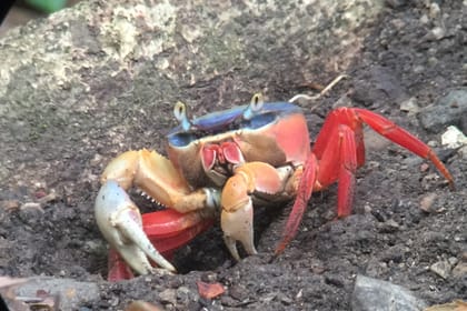 Wildlife Nature Tour at Hacienda Baru near Quepos, Costa Rica