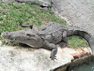 Wildlife at Black River Safari