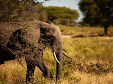 African Elephant