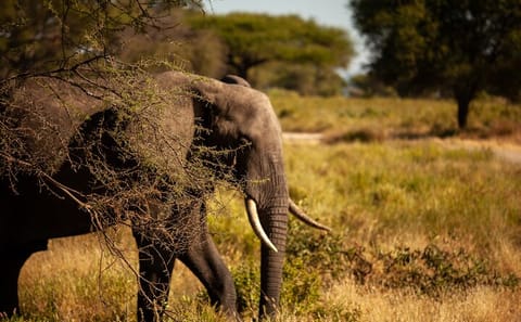 5 Days Tanzania Safaris Tarangire, Ngorongoro, and Serengeti.