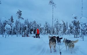 1 Hour Husky Safari & a Farm Visit