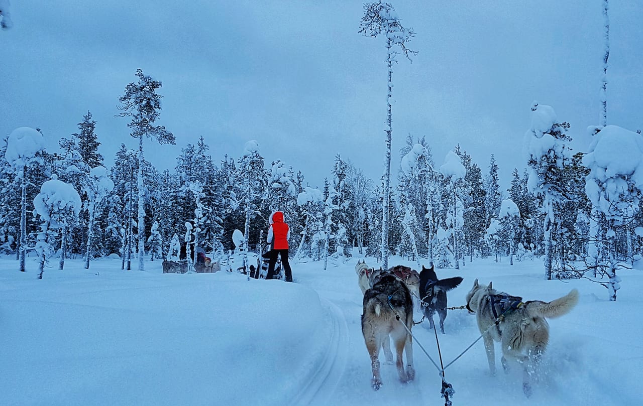 2 Hour Husky experience - 10km Husky Safari & Farm Visit 5