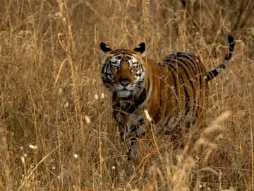Wildlife Safari Tour in Bandhavgarh, Kanha & Pench Parks