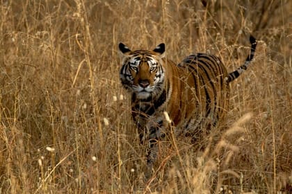 Wildlife Safari in Bandhavgarh, Kanha & Pench National Parks