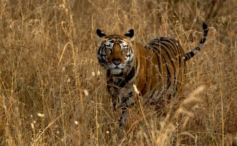 Wildlife Safari Tour in Bandhavgarh, Kanha & Pench Parks