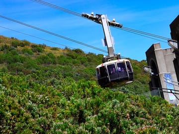 Table Mountain and Boulders Beach Penguins Half-Day Tour