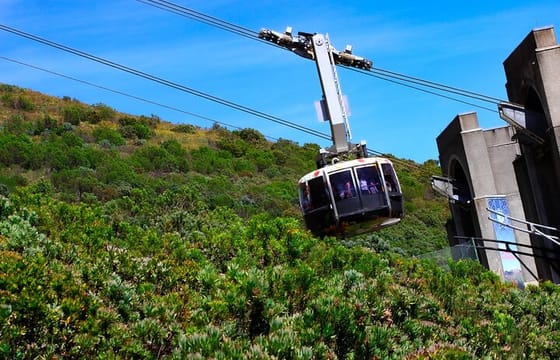 Half day table mountain and penguins group tour