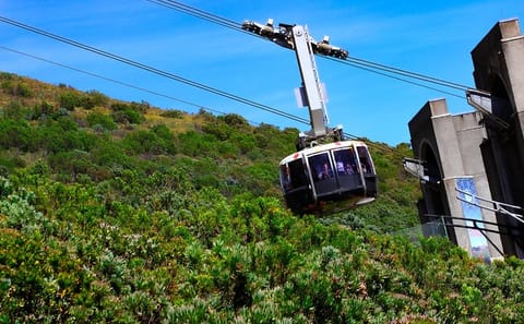 Table Mountain and Boulders Beach Penguins Half-Day Tour