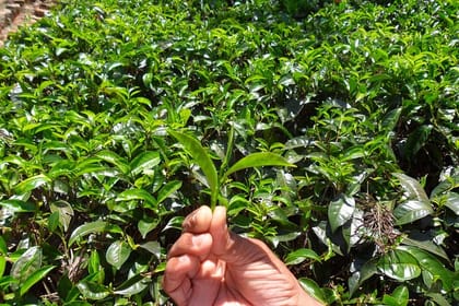 Tea Plucking & Tea Factory Tour