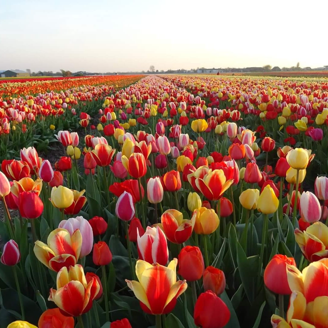 A vast tulip field filled with red, pink, yellow, orange and white flowers, stretching toward the flat horizon under a pale blue sky.
