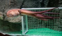 Dubai Aquarium & Underwater Zoo 1