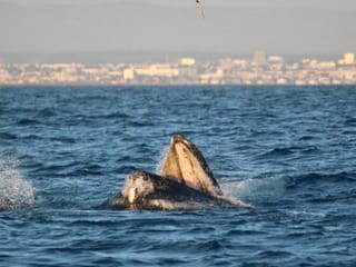 Reykjavík Premium Whales in the Midnight Sun, photo 12
