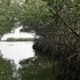 The mangrove and its roots