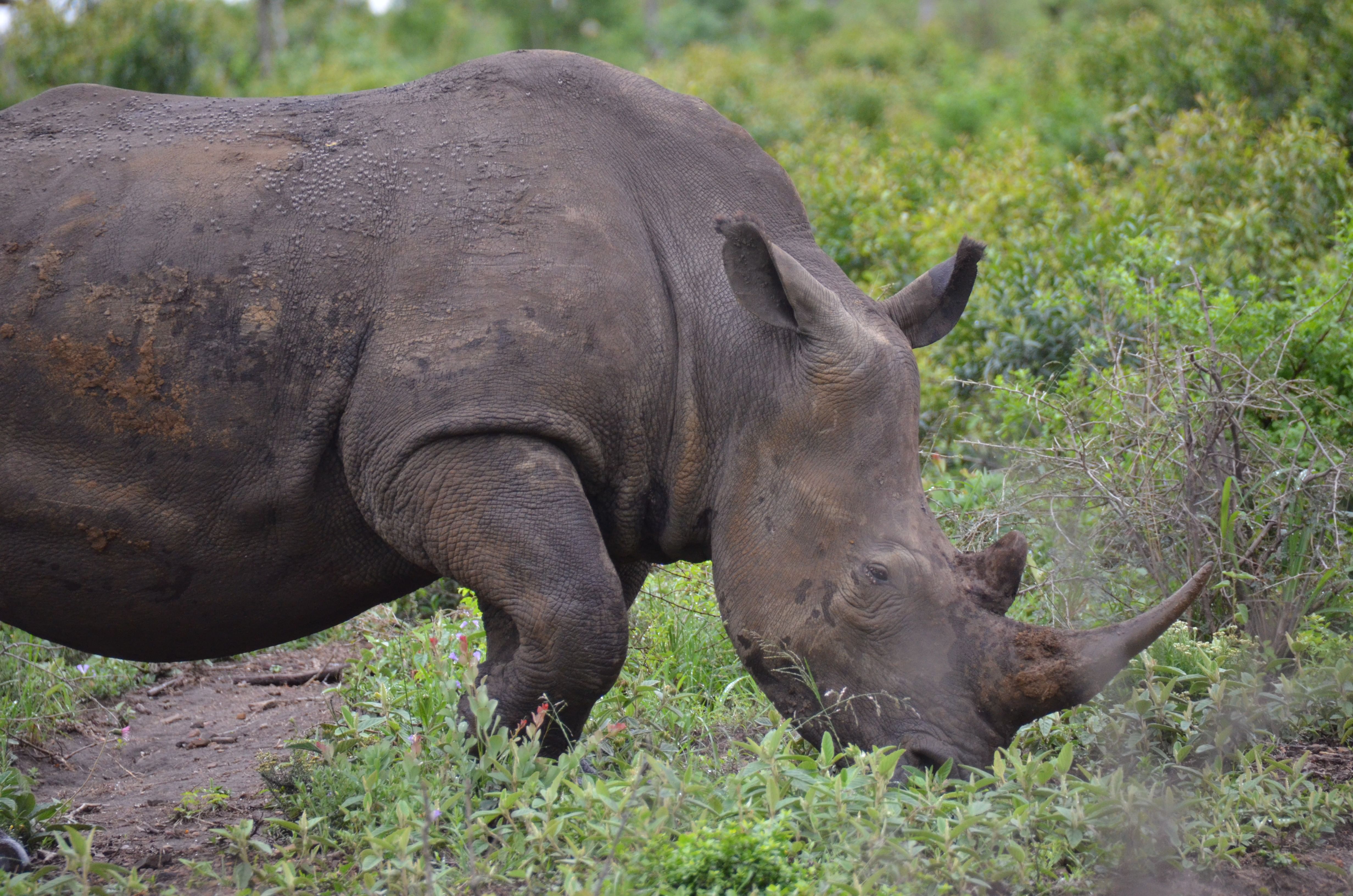 Safari and Phezulu Cultural Village Day Tour