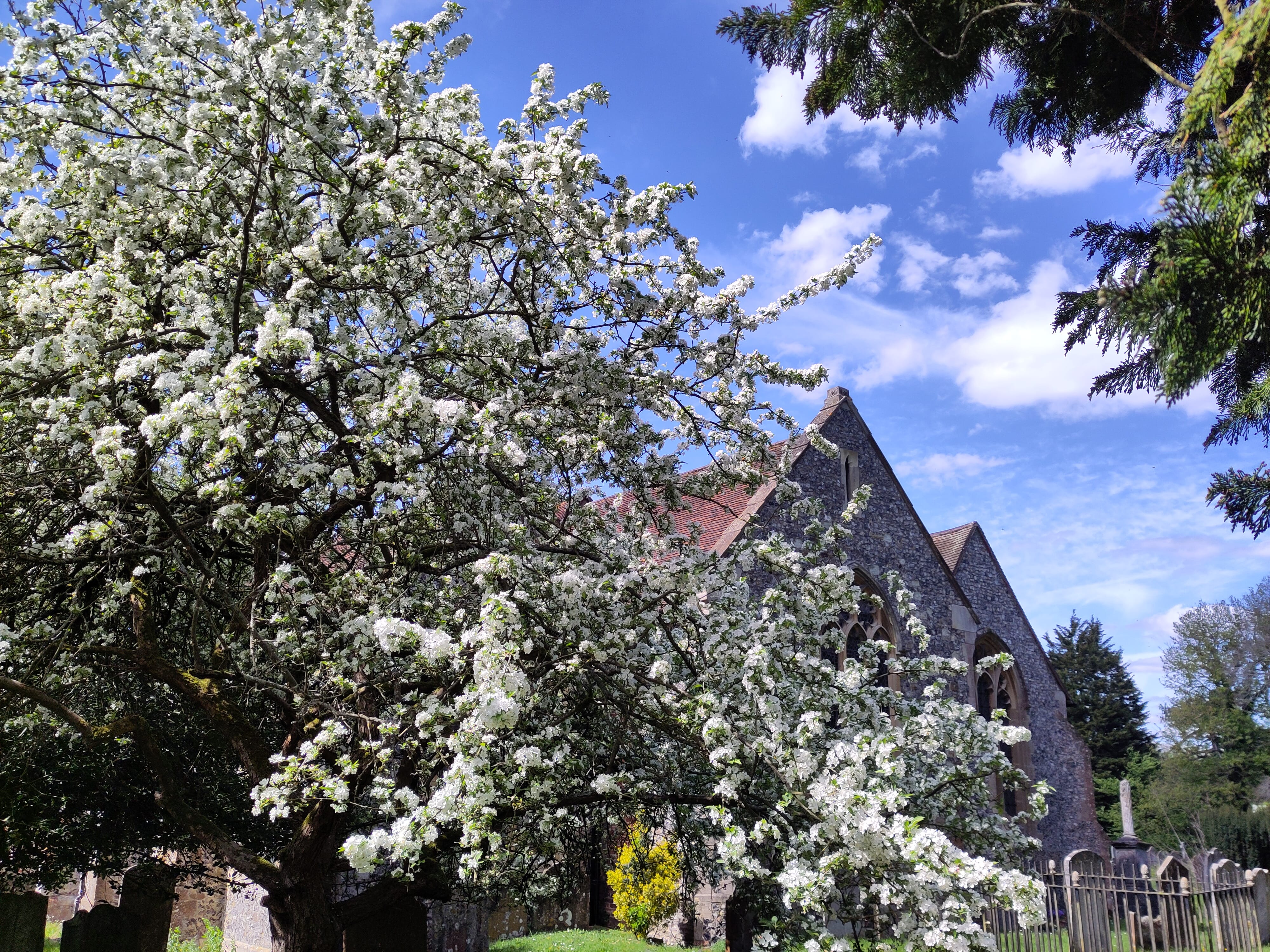 Churchyard with blossom trees