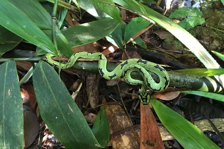 Explore Sinharaja Rain Forest: A Day of Adventure from Colombo
