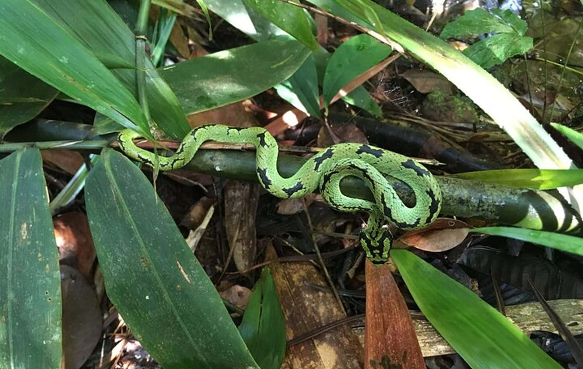 Sinharaja Rain Forest Day Tour From Colombo