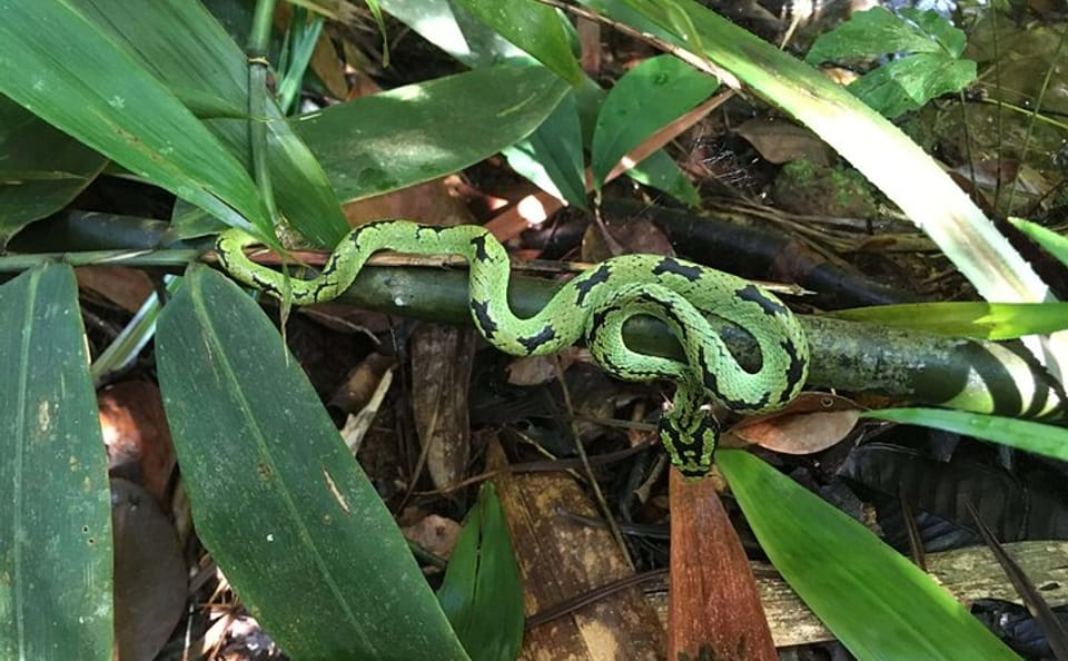 Sinharaja Rainforest Day Tour from Colombo, Sri Lanka