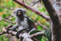 Zanzibar Jozani Forest Reserve Guided Half-Day Tour 2