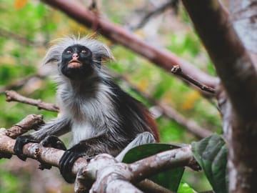 Guided Nature Walk in Zanzibar's Jozani Forest Reserve