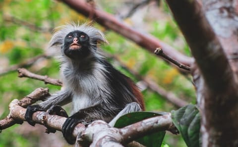 Guided Nature Walk in Zanzibar's Jozani Forest Reserve