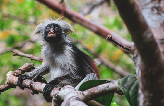 Zanzibar Jozani Forest Reserve Guided Half-Day Tour