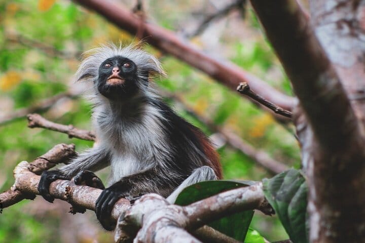 Zanzibar Jozani Forest Reserve Guided Half-Day Tour 2
