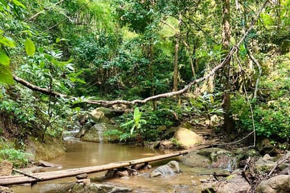 Chiang Mai Full-Day Adventure: Trekking, River Tubing & Elephant Feeding