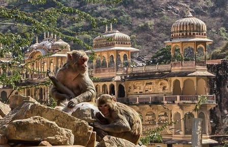 Excursion Jaipur Private Temple Tour and Enjoy with Monkey Temple Galta Ji