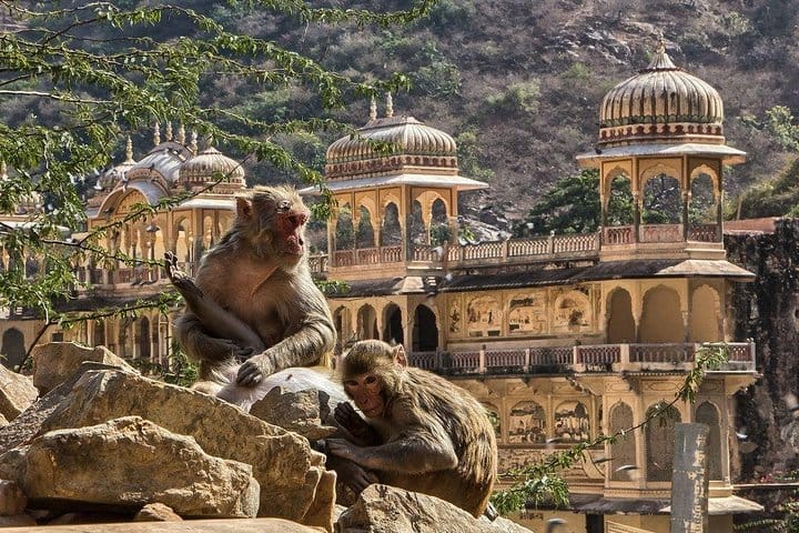 Excursion Jaipur Private Temple Tour and Enjoy with Monkey Temple Galta Ji