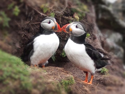 Puffins & Reykjavík Bay Sailing, photo 2