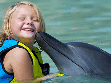 Swim and Interact with Dolphins in Dubai's Shallow Waters