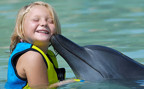 Swim and Interact with Dolphins in Dubai's Shallow Waters