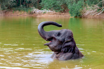 4-Hours Phuket Ethical Elephant Sanctuary Tour with Lunch