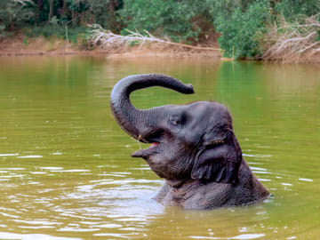 4-Hours Phuket Ethical Elephant Sanctuary Tour with Lunch