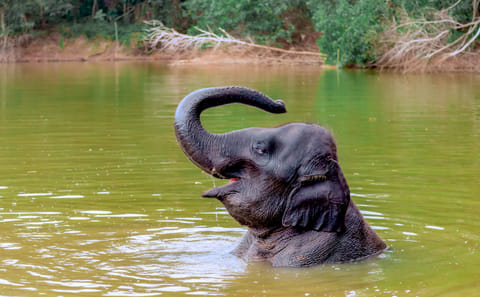 4-Hours Phuket Ethical Elephant Sanctuary Tour with Lunch
