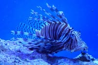 Key West Dolphin Watching and Snorkeling with Beer and Wine from Miami 7