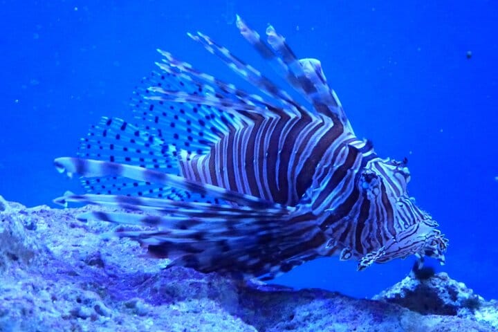 Key West Dolphin Watching and Snorkeling with Beer and Wine from Miami 7