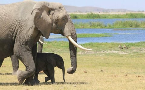 3-Day Private Amboseli Safari with Maasai Village Visit from Mombasa