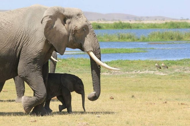 Elephants in the Amboseli